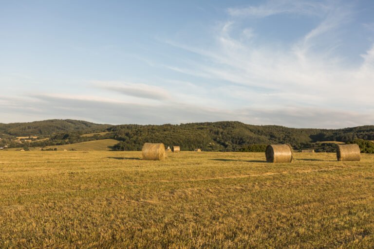 Fazenda Castelo Branco