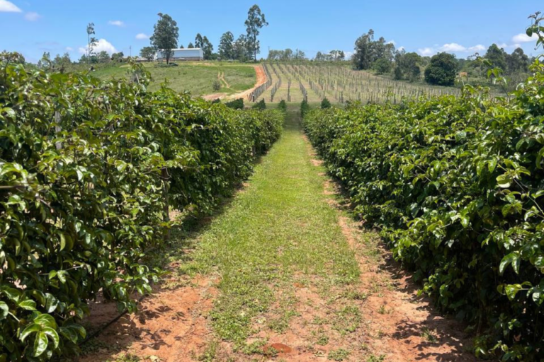 Fazenda Guarani
