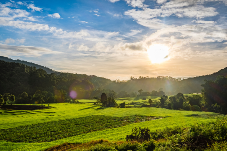 Fazenda Azaleia