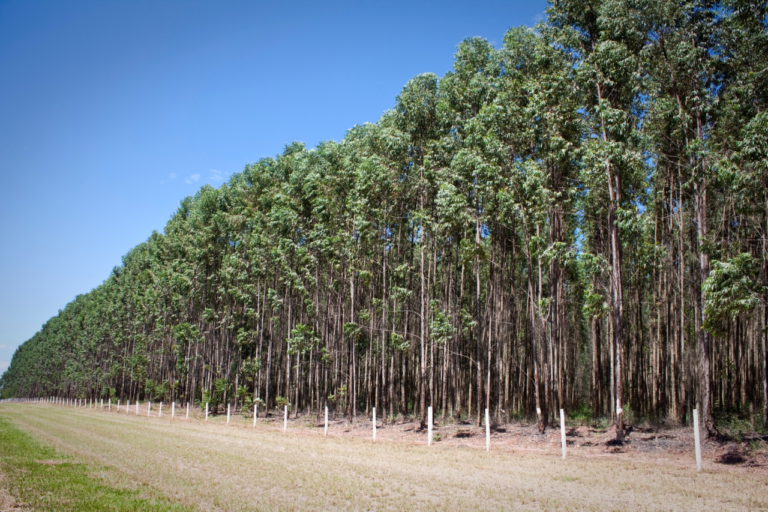 Fazenda Pomar e Fazenda Sabiá